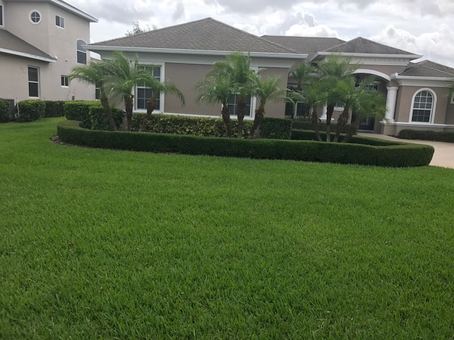 Lush Lawn