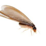 Termite with wings